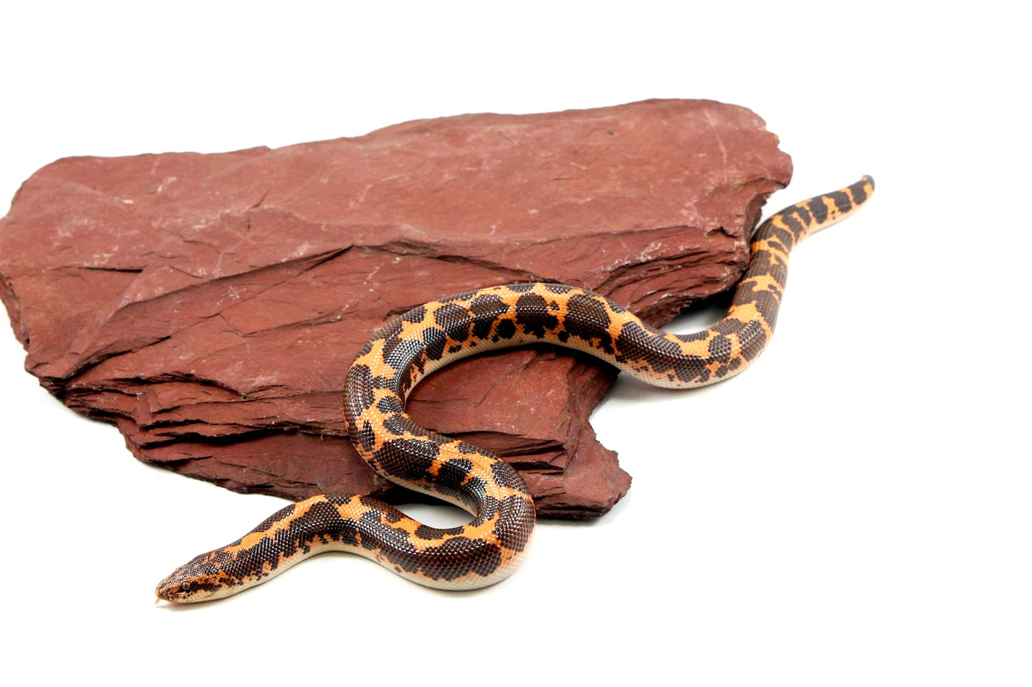 Het Snow Kenyan Sand Boa