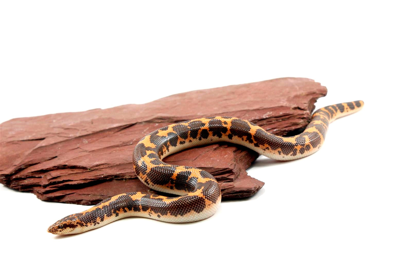 Het Snow Kenyan Sand Boa
