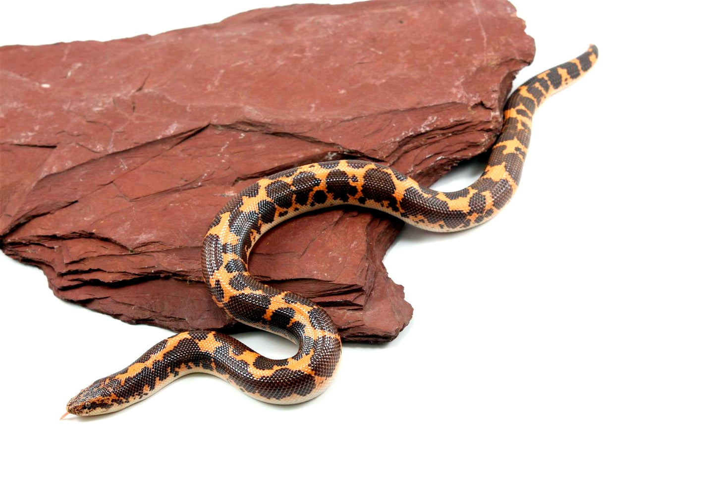 Het Snow Kenyan Sand Boa
