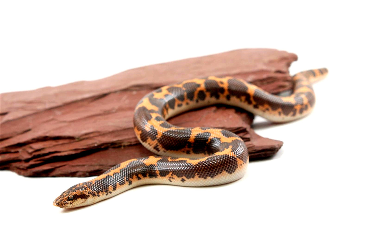 Het Snow Kenyan Sand Boa