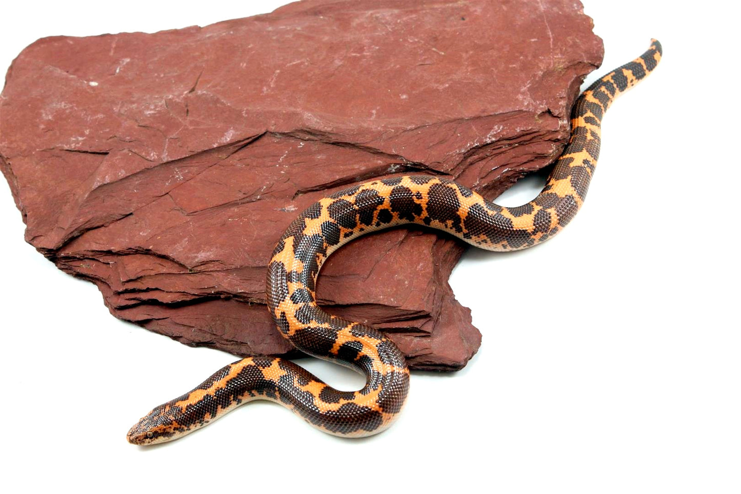 Het Snow Kenyan Sand Boa