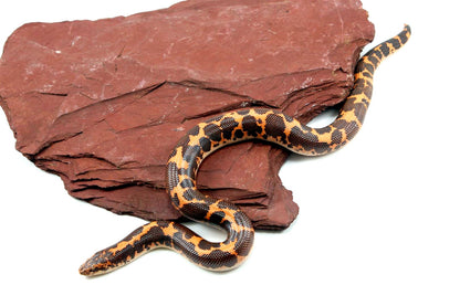 Het Snow Kenyan Sand Boa