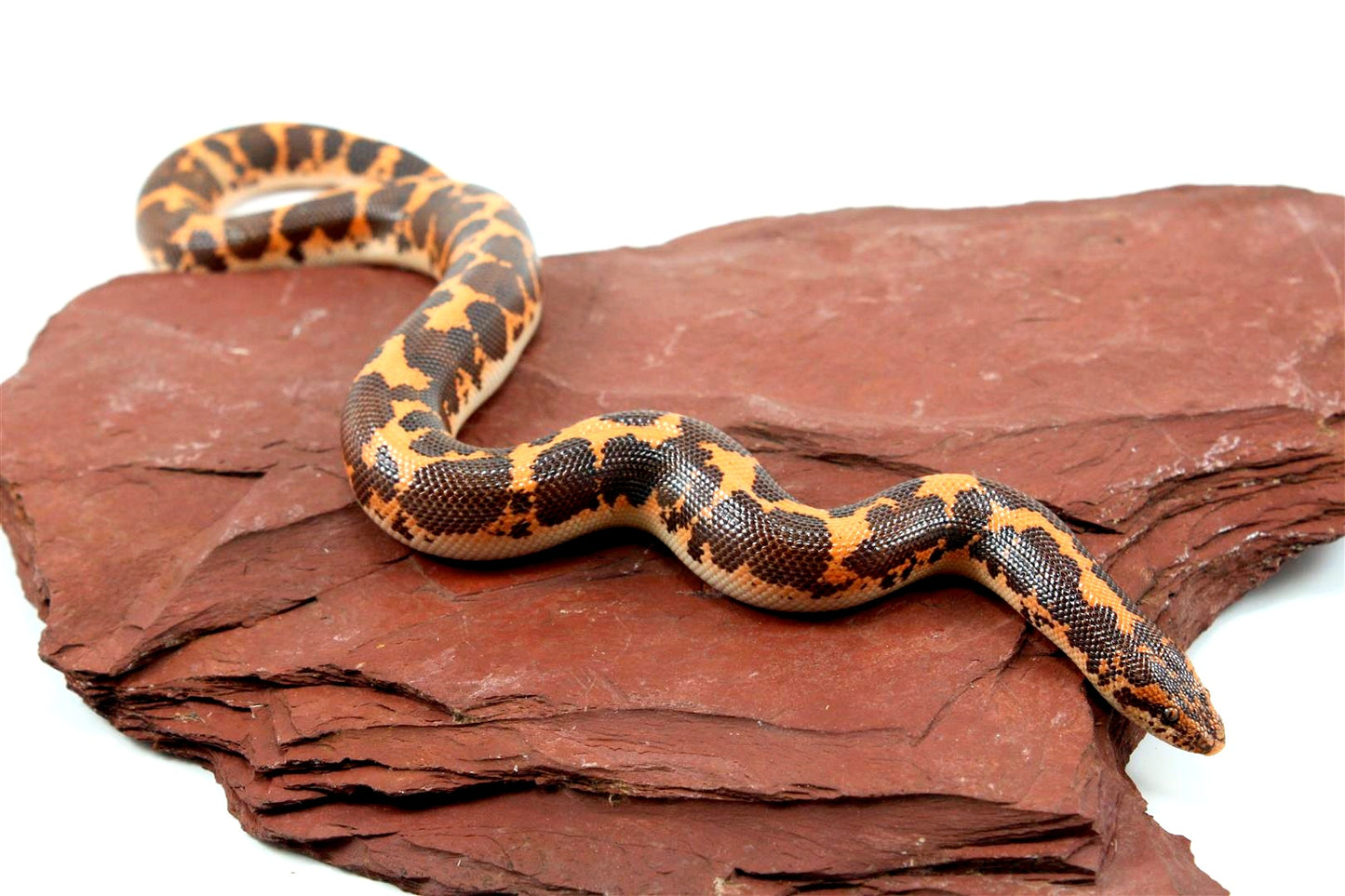 Het Snow Kenyan Sand Boa