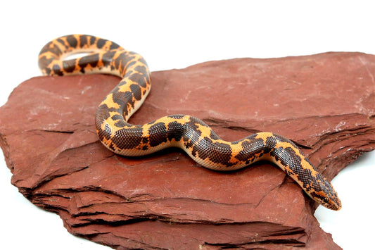 Het Snow Kenyan Sand Boa