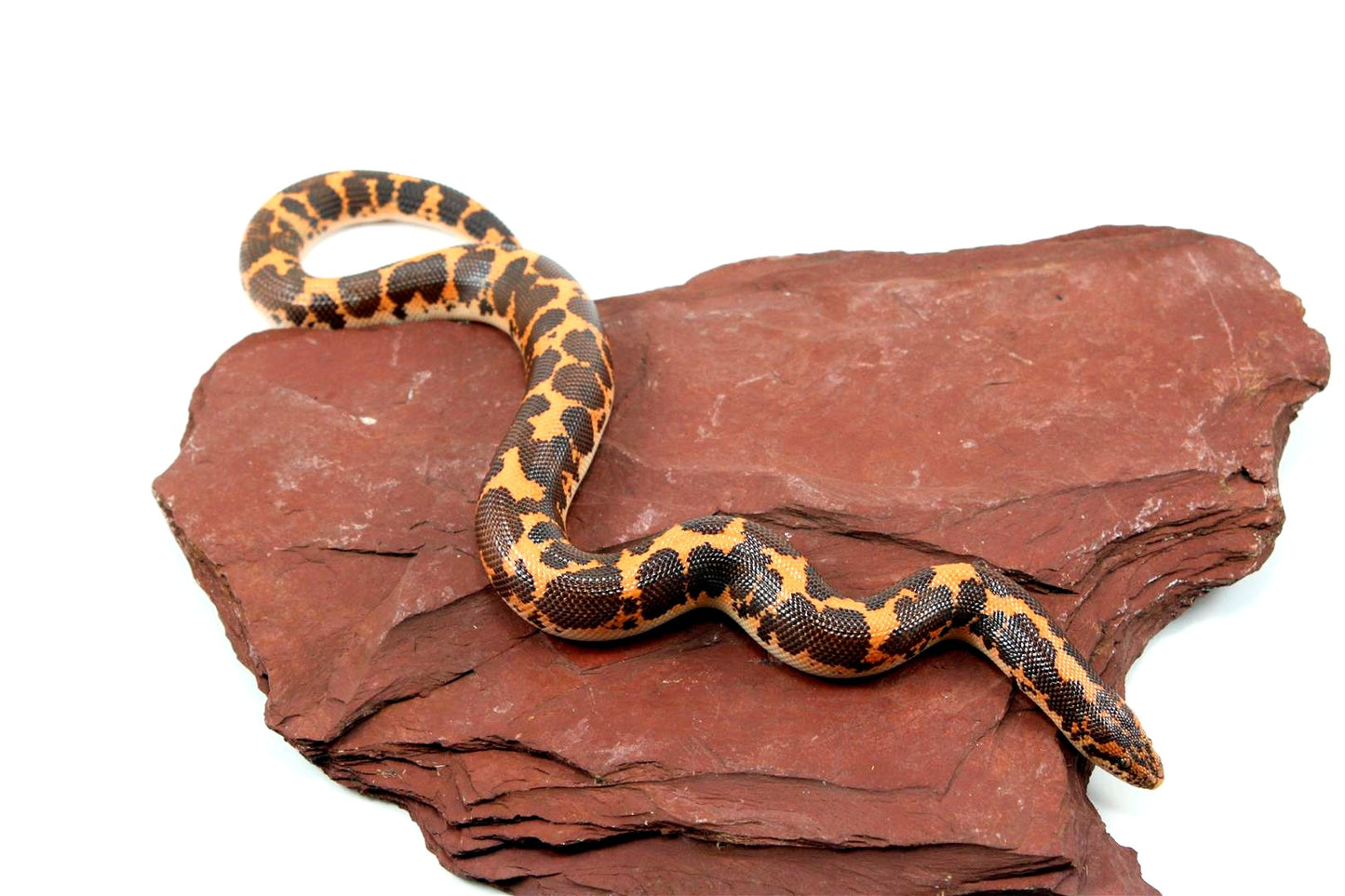 Het Snow Kenyan Sand Boa