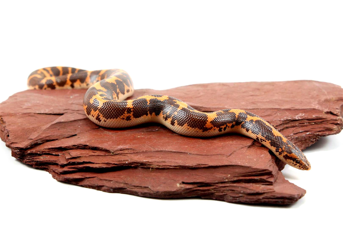 Het Snow Kenyan Sand Boa