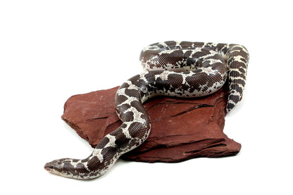 Anery Kenyan Sand Boa