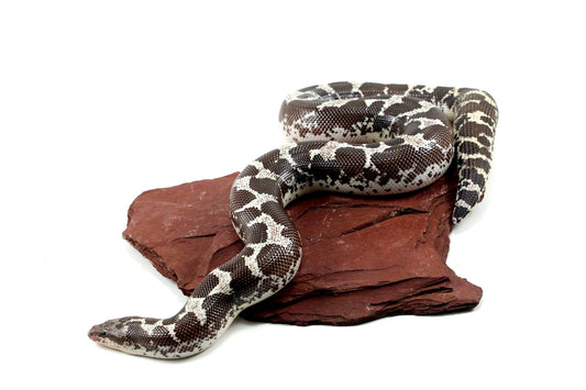 Anery Kenyan Sand Boa