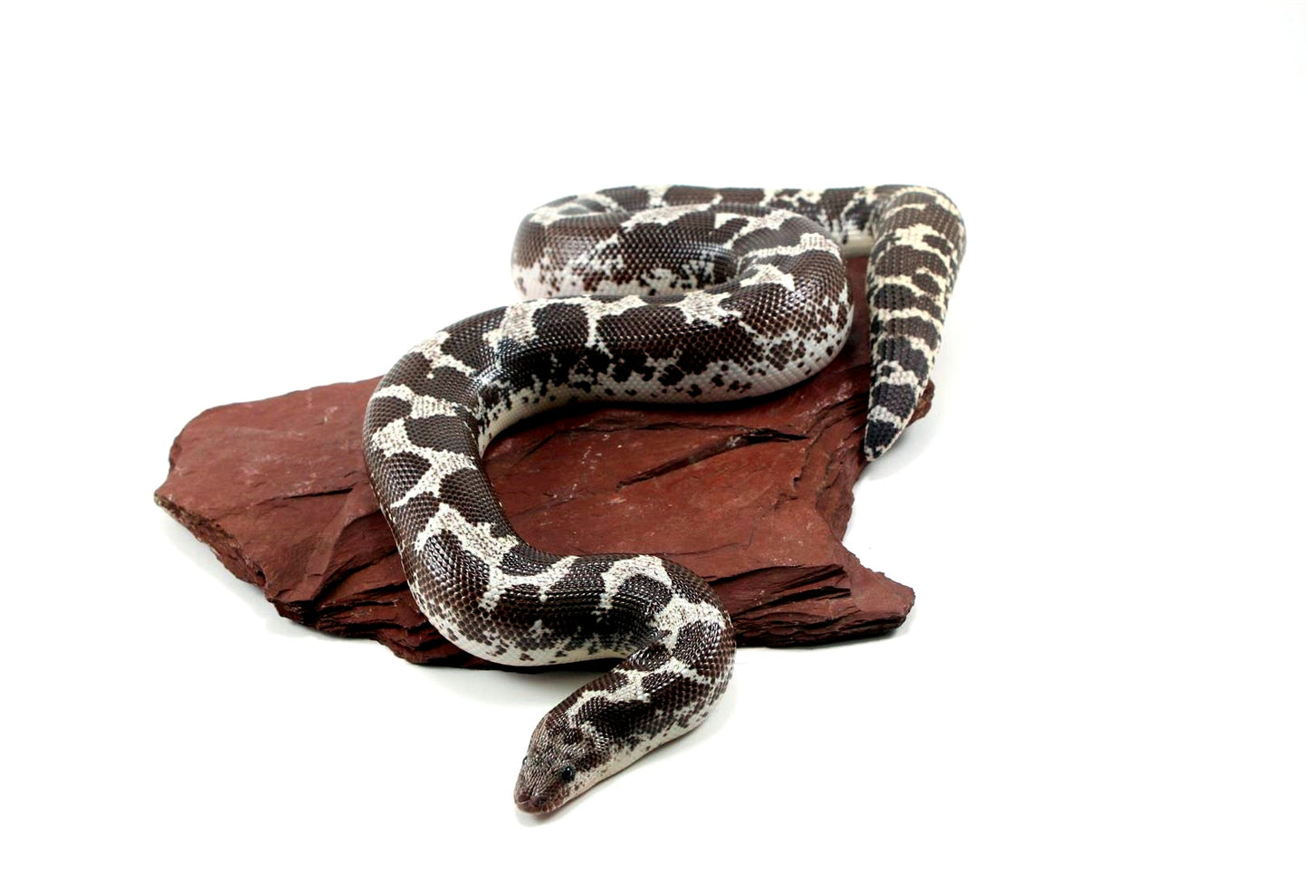 Anery Kenyan Sand Boa