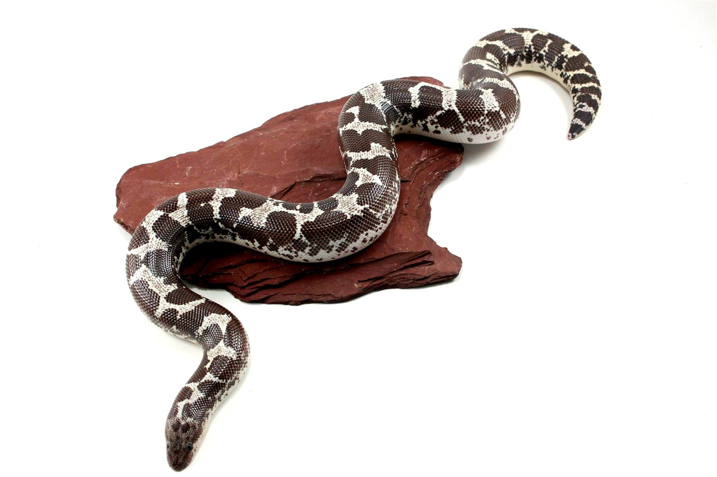 Anery Kenyan Sand Boa