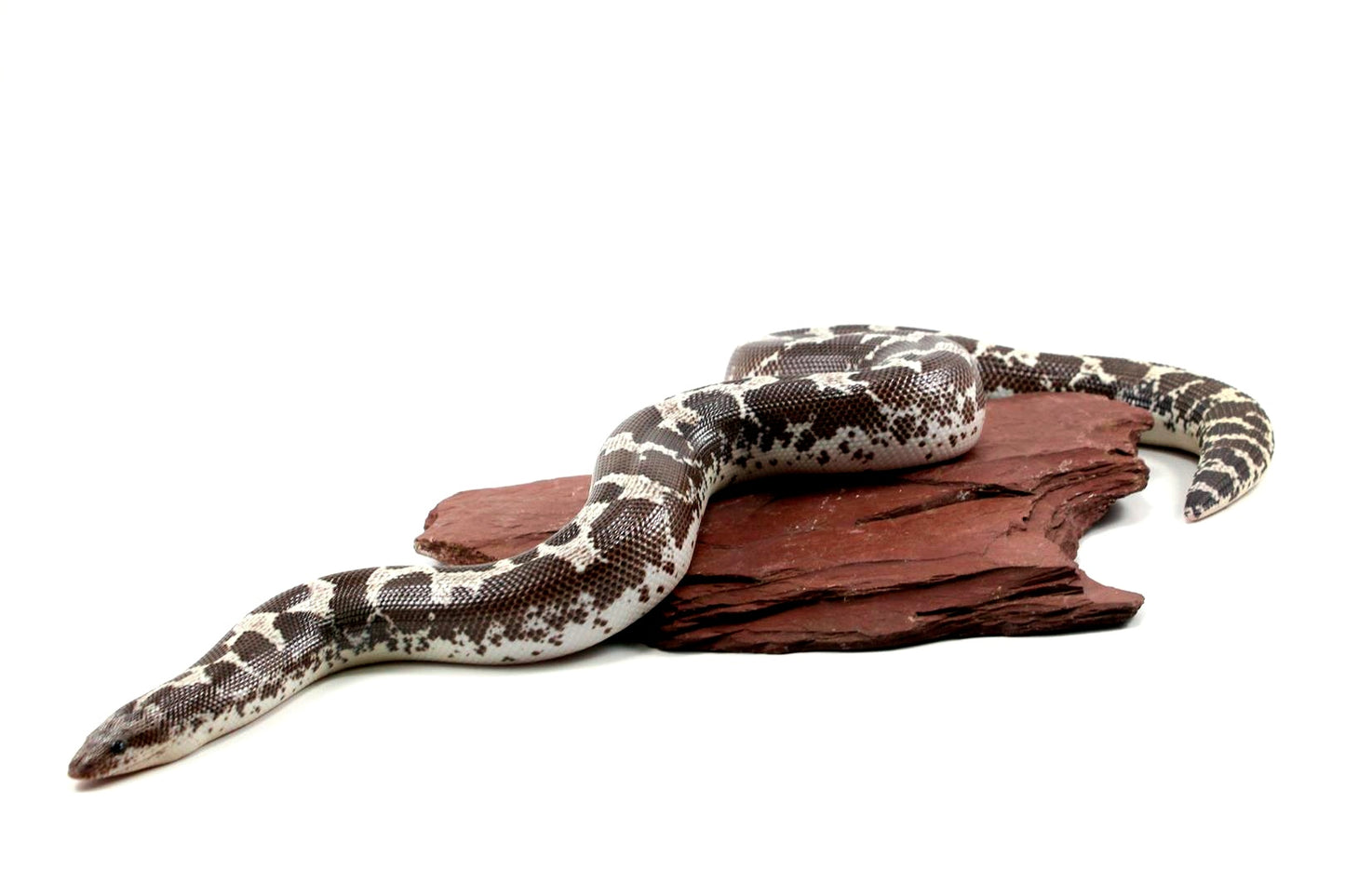 Anery Kenyan Sand Boa