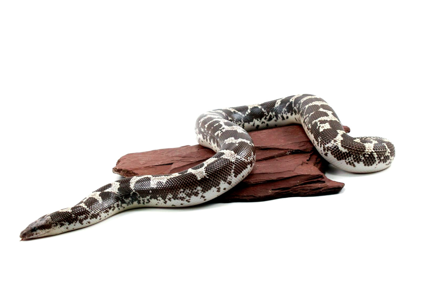 Anery Kenyan Sand Boa