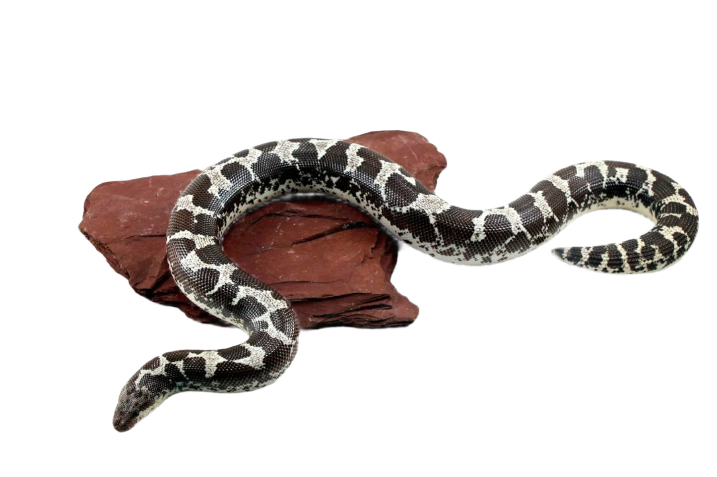 Anery Kenyan Sand Boa