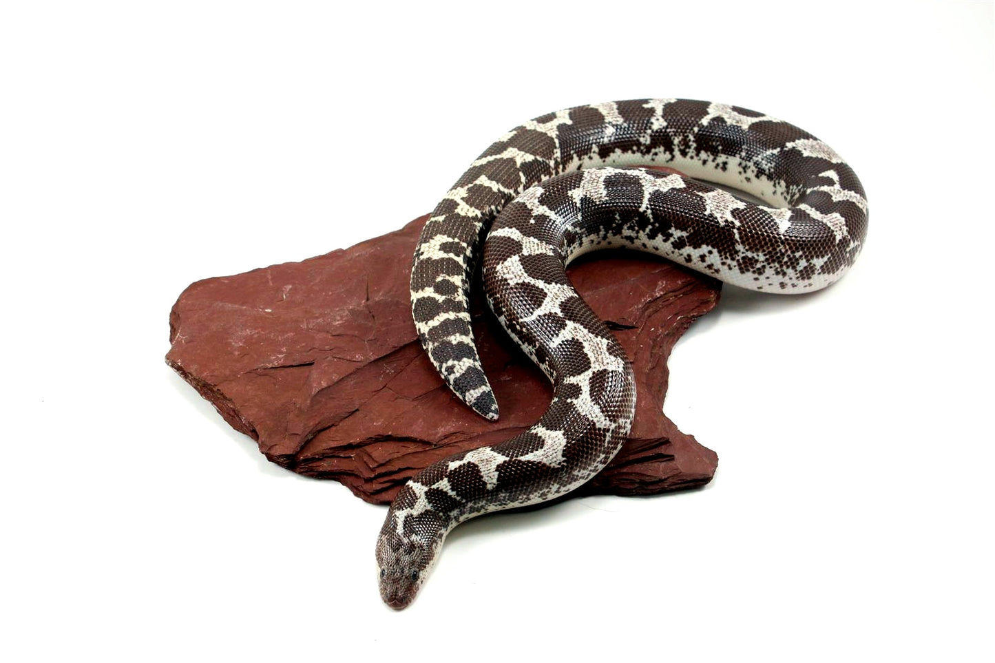 Anery Kenyan Sand Boa