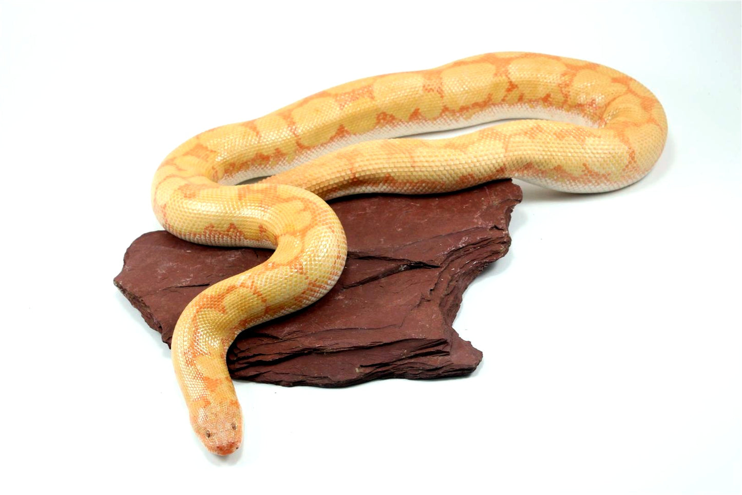Bell Albino Kenyan Sand Boa