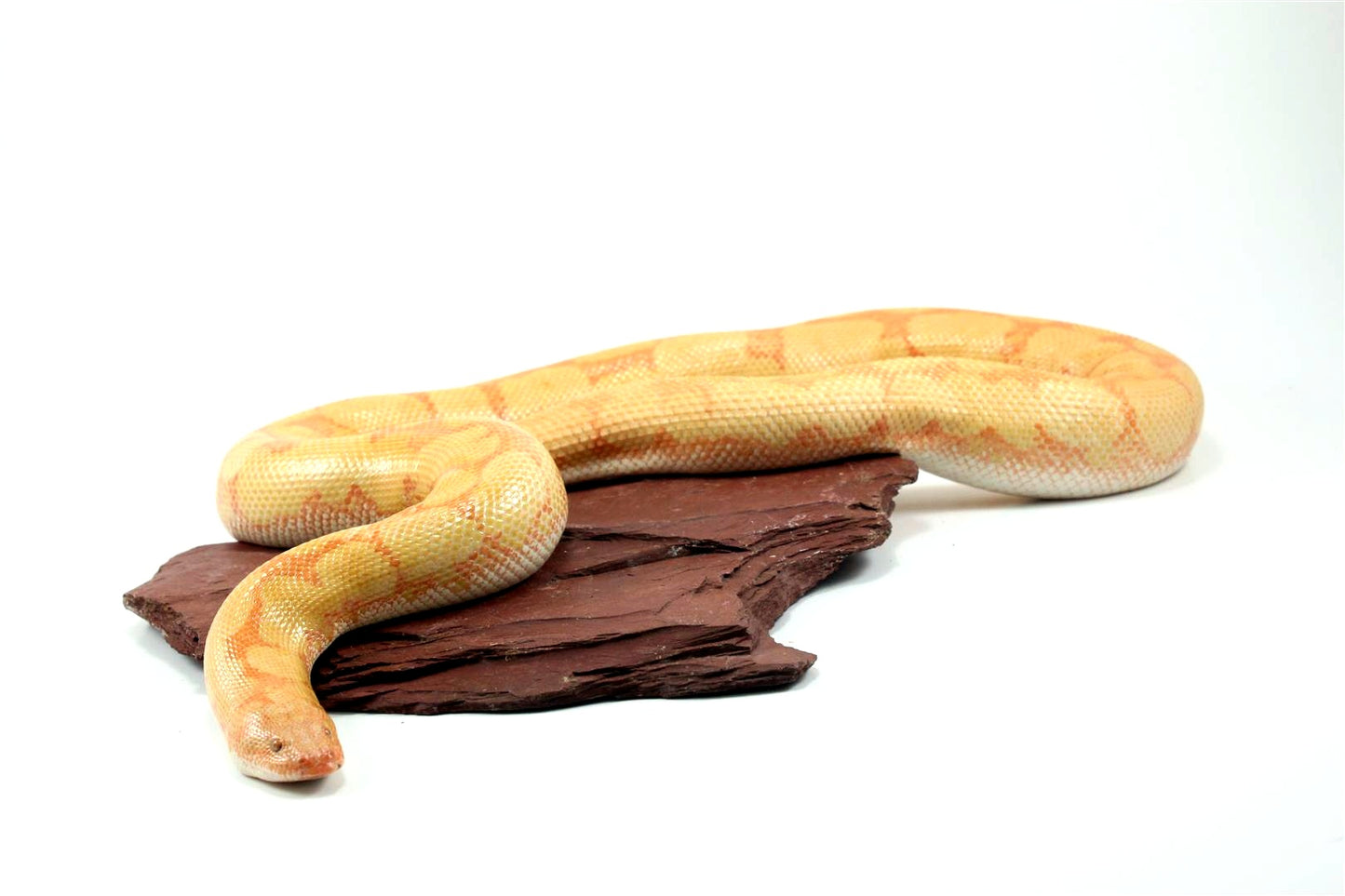 Bell Albino Kenyan Sand Boa