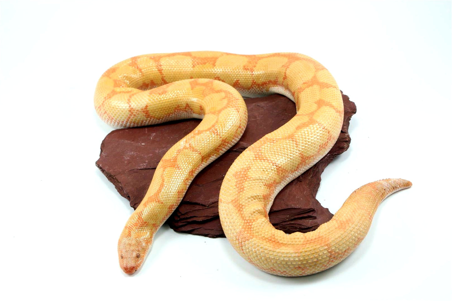 Bell Albino Kenyan Sand Boa