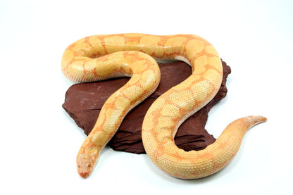 Bell Albino Kenyan Sand Boa
