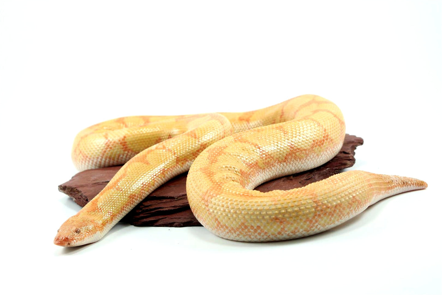 Bell Albino Kenyan Sand Boa