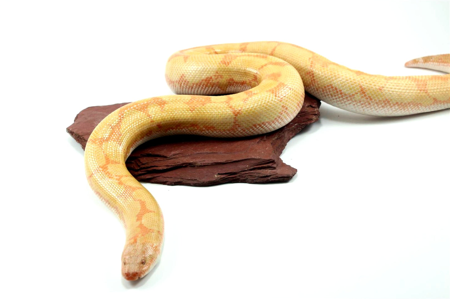 Bell Albino Kenyan Sand Boa