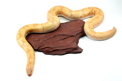 Bell Albino Kenyan Sand Boa