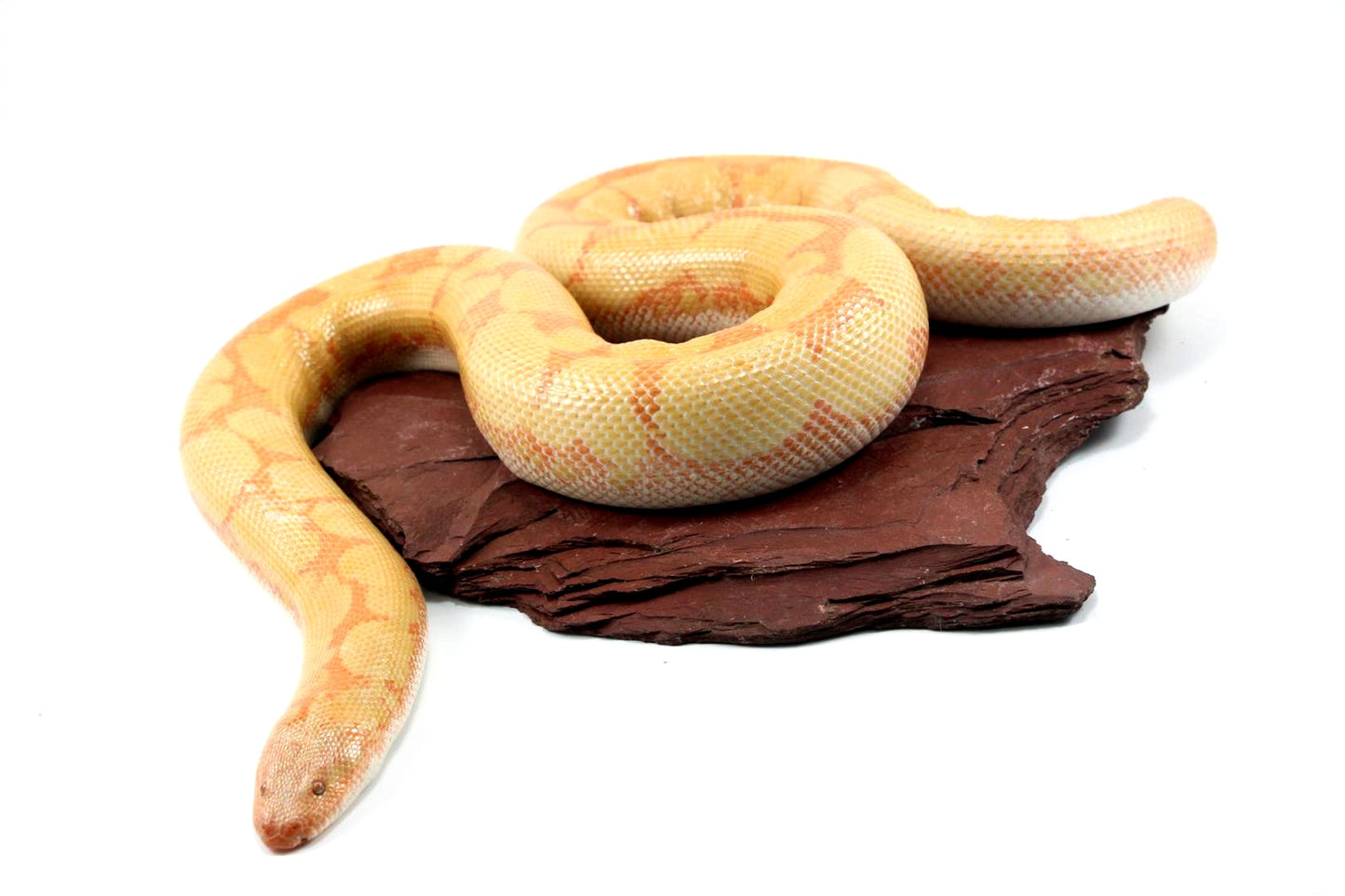 Bell Albino Kenyan Sand Boa