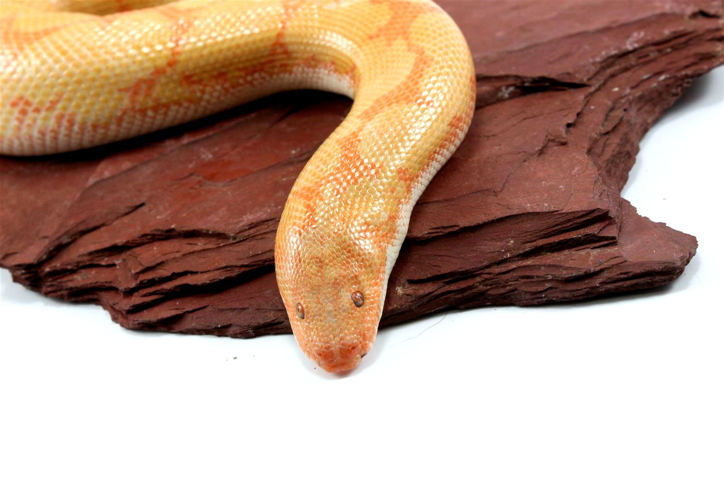 Bell Albino Kenyan Sand Boa