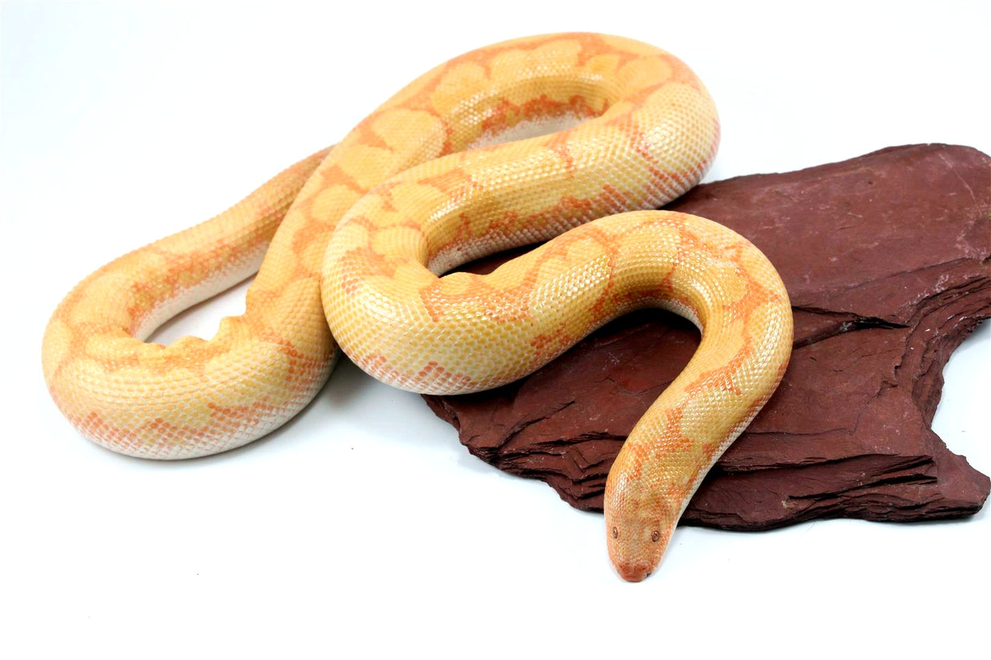 Bell Albino Kenyan Sand Boa