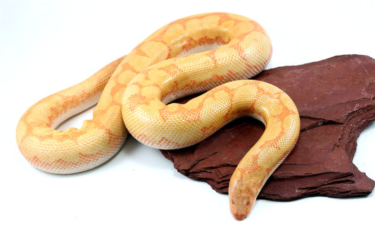 Bell Albino Kenyan Sand Boa