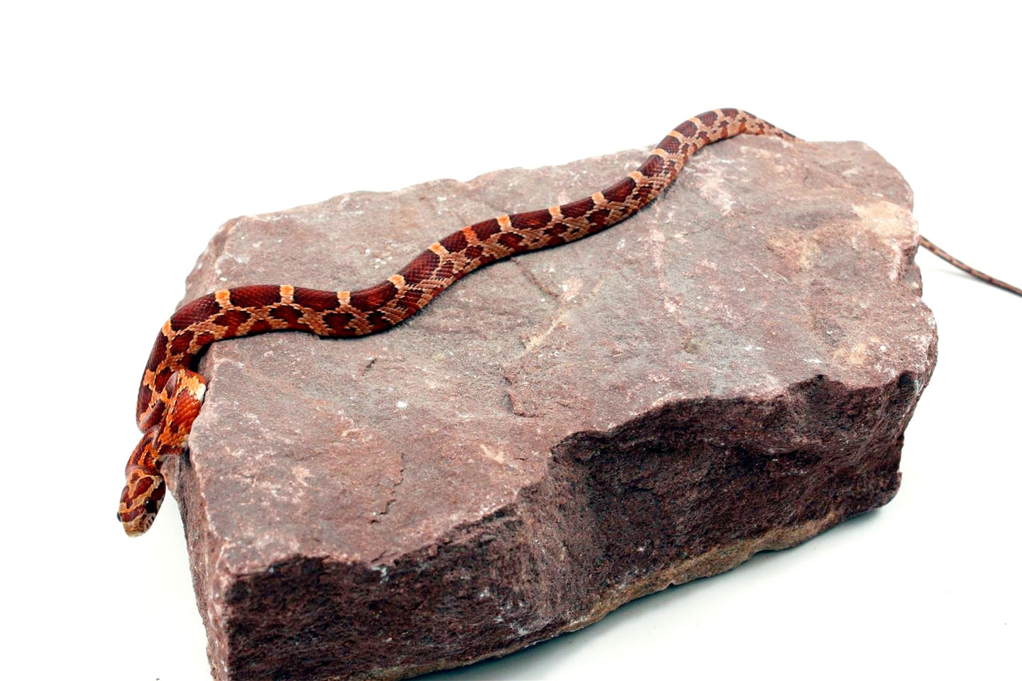 Aztec Blood Corn Snake