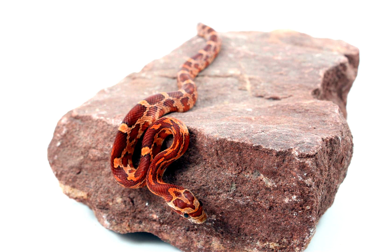 Aztec Blood Corn Snake