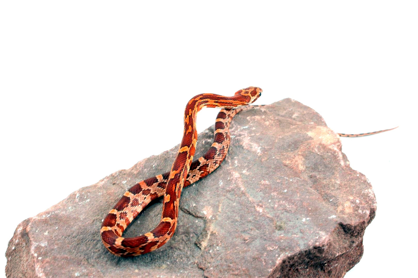 Aztec Blood Corn Snake