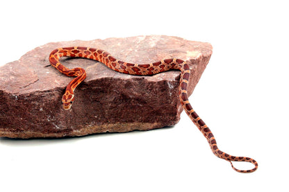 Aztec Blood Corn Snake