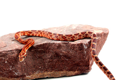 Aztec Blood Corn Snake