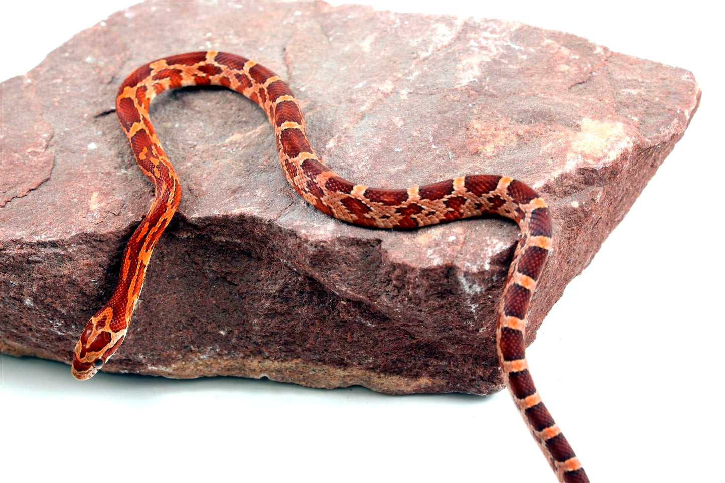 Aztec Blood Corn Snake