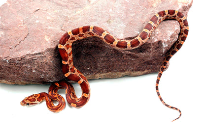 Aztec Blood Corn Snake