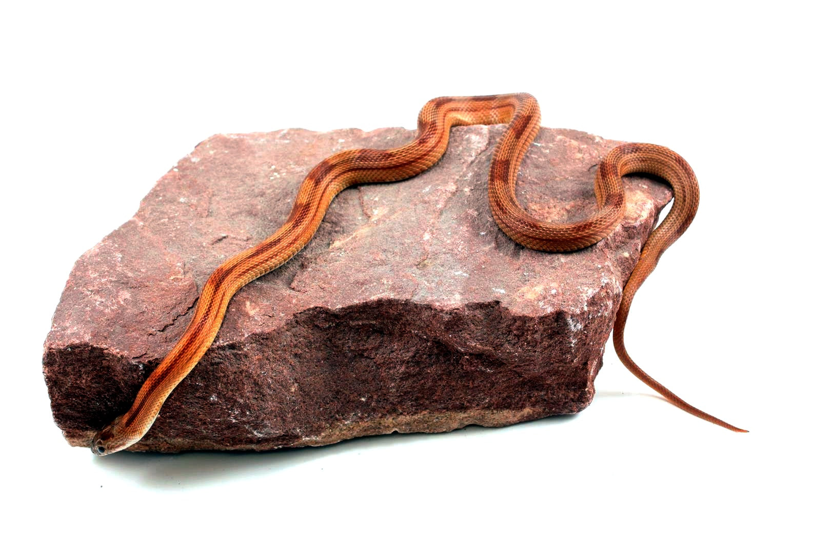 Motley Corn Snake All Reptiles