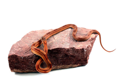 Motley Corn Snake All Reptiles