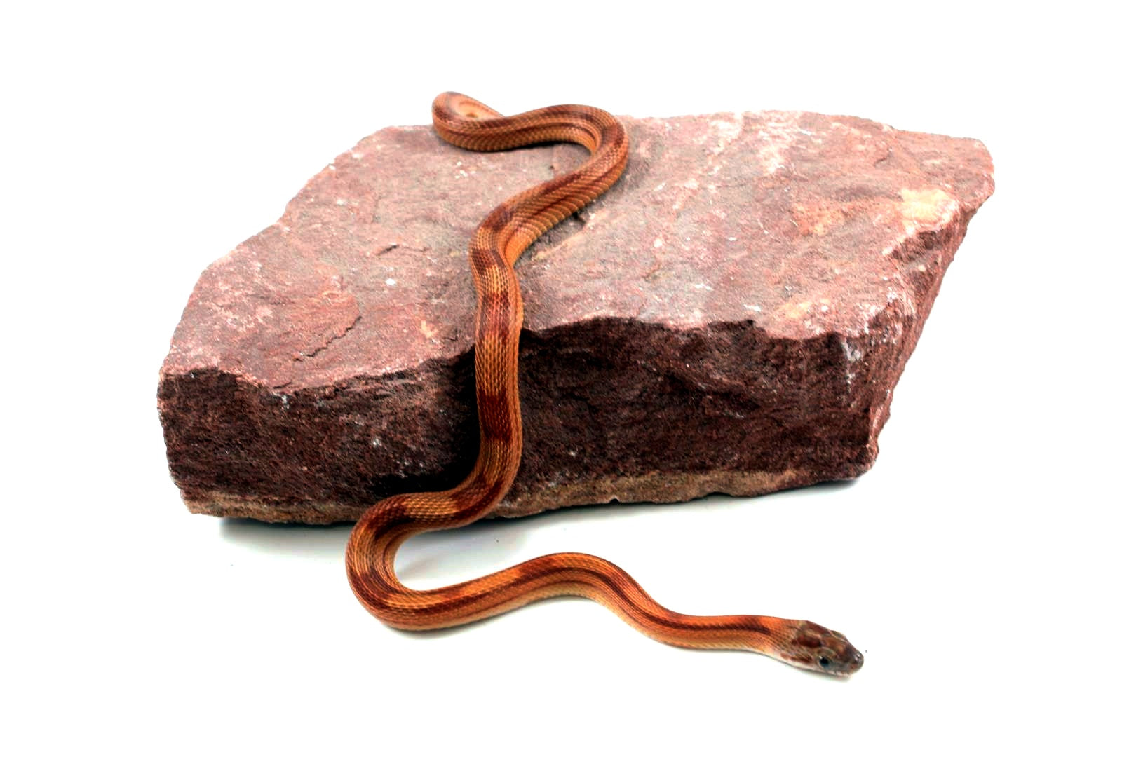 Motley Corn Snake All Reptiles