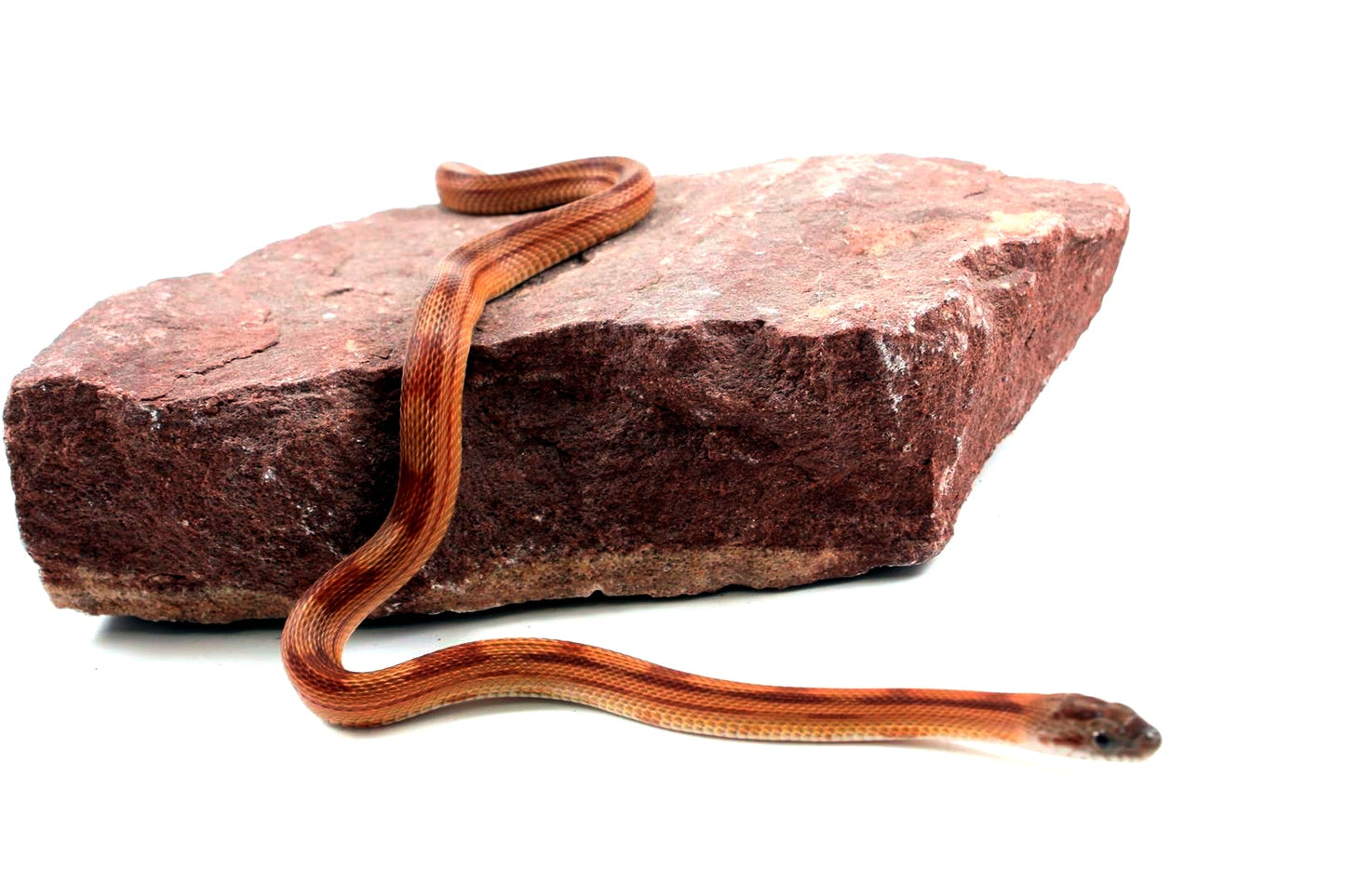 Motley Corn Snake All Reptiles