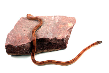 Motley Corn Snake All Reptiles