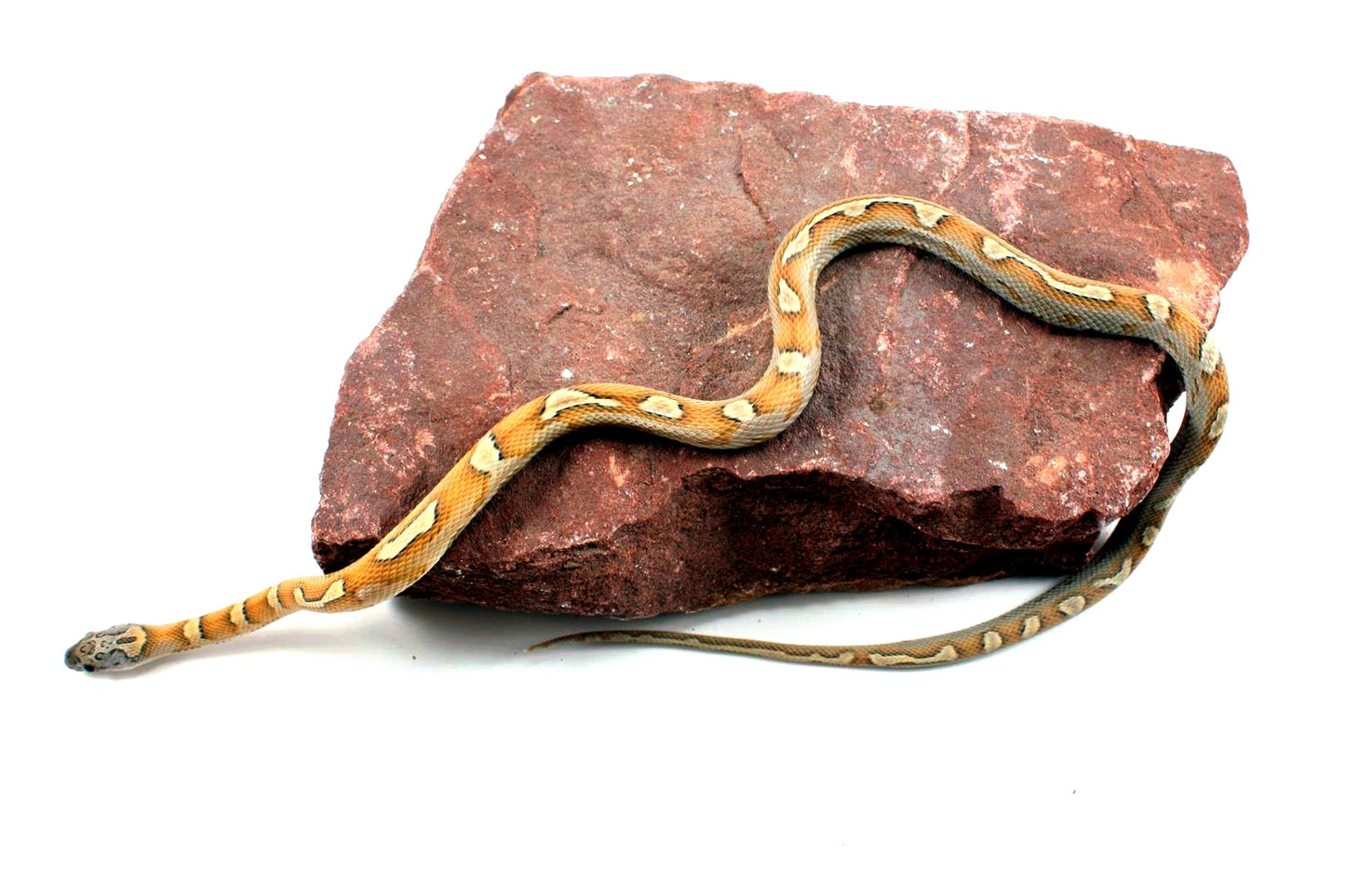 Sunkissed Honey Corn Snake