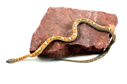 Sunkissed Honey Corn Snake