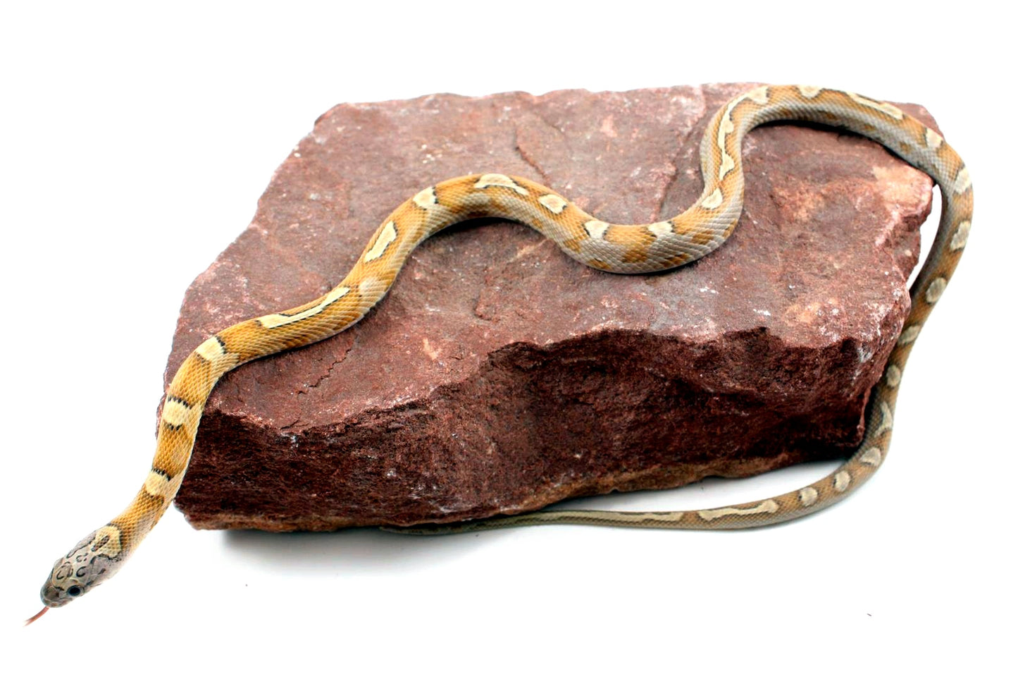 Sunkissed Honey Corn Snake