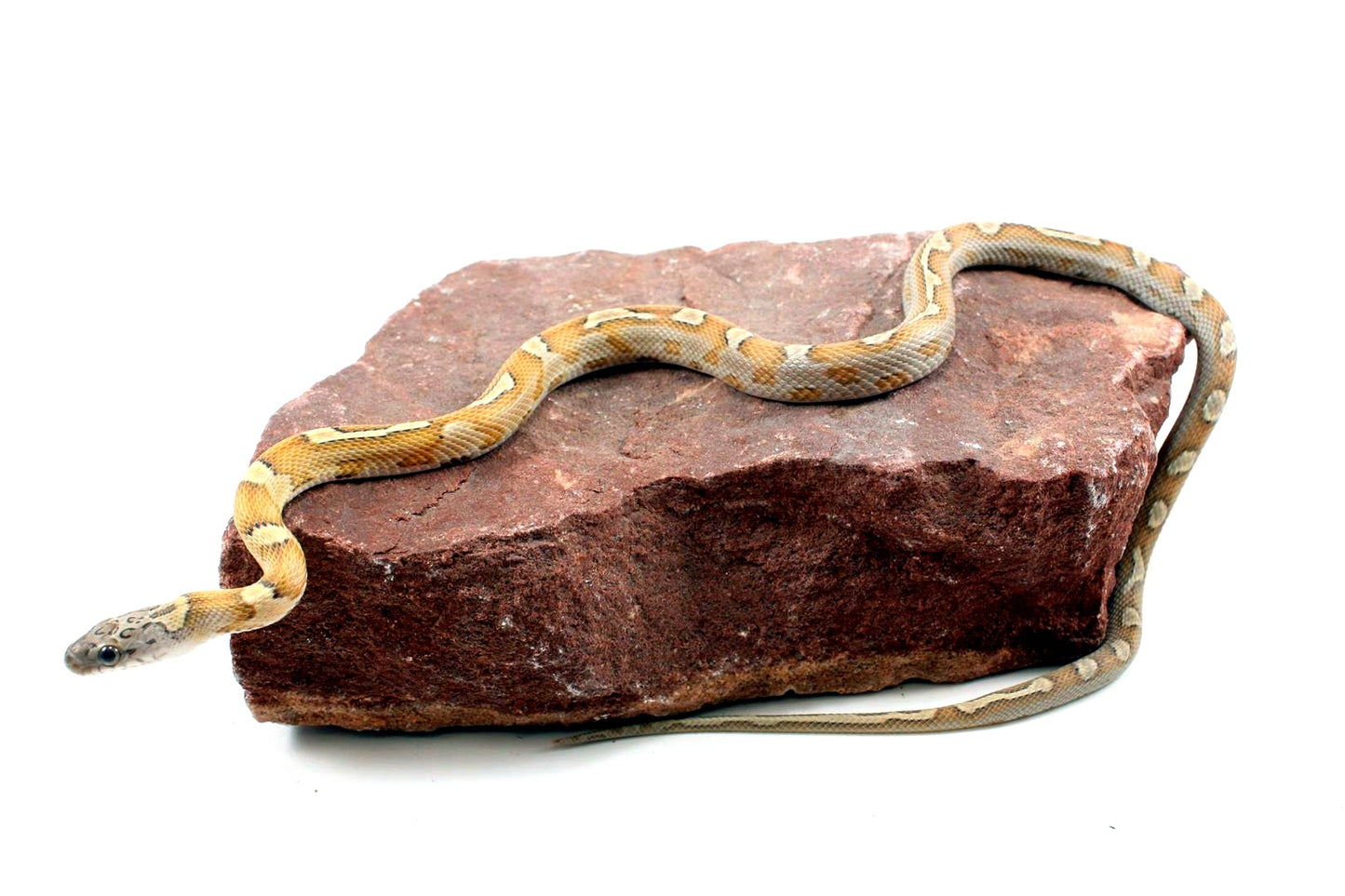 Sunkissed Honey Corn Snake
