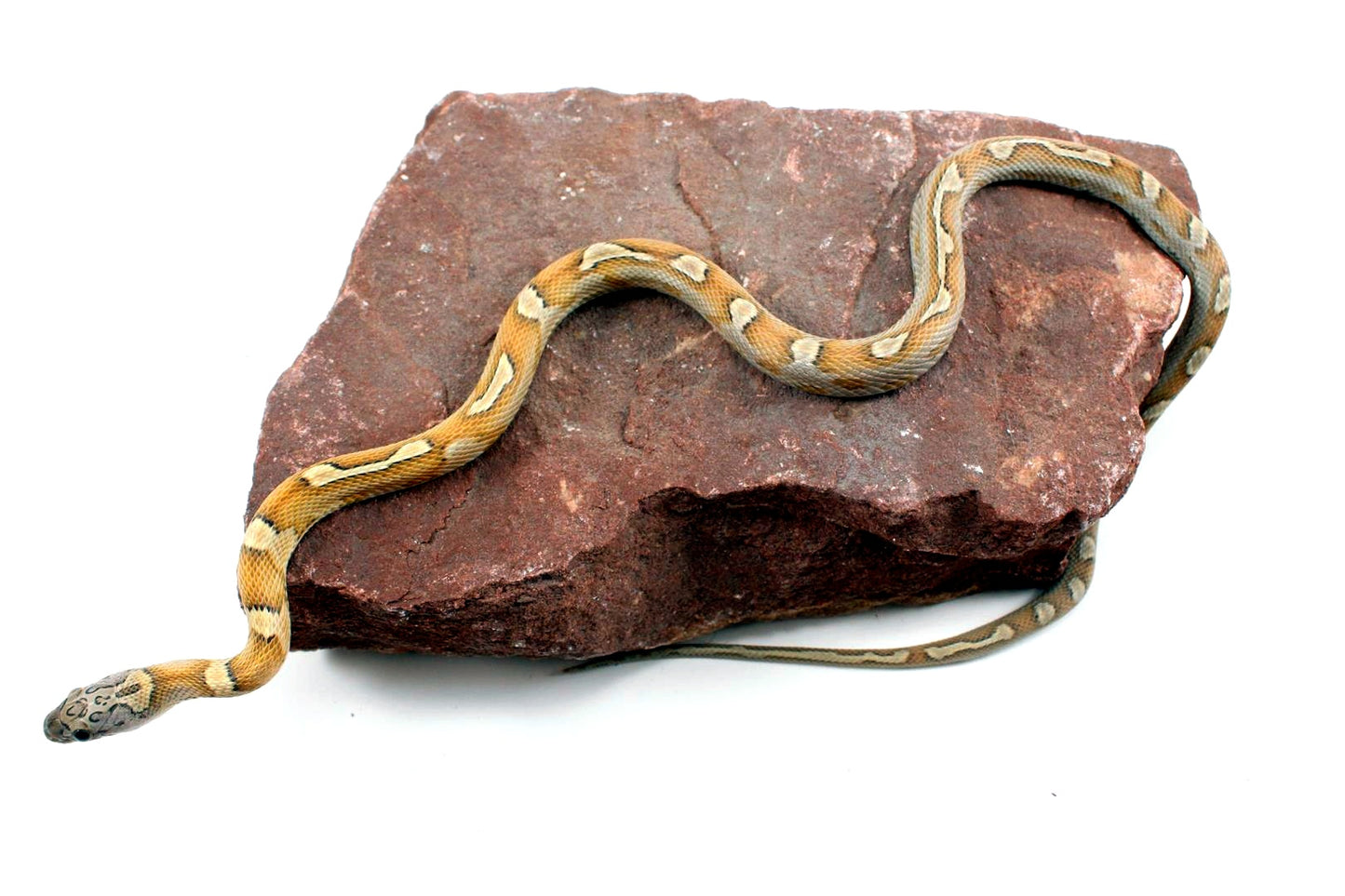 Sunkissed Honey Corn Snake