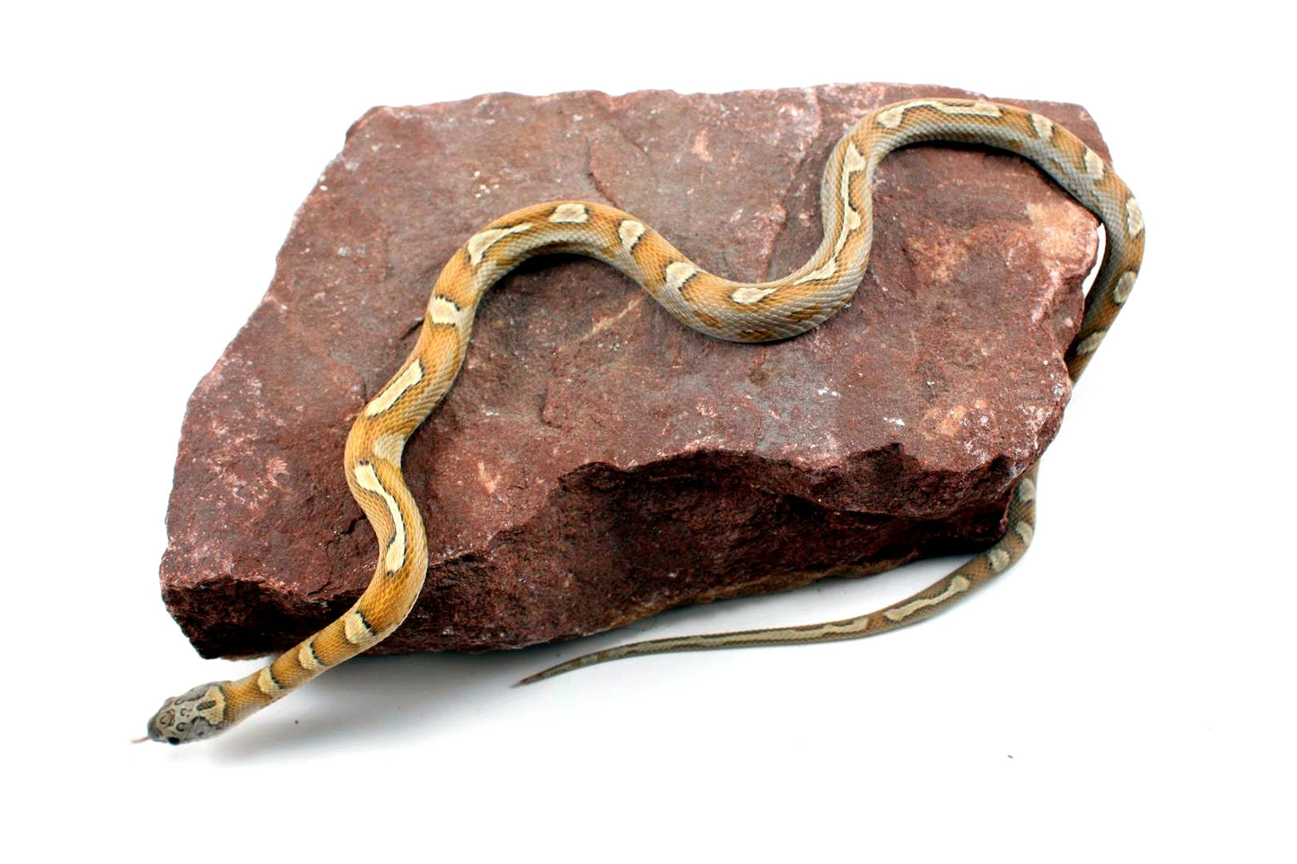 Sunkissed Honey Corn Snake