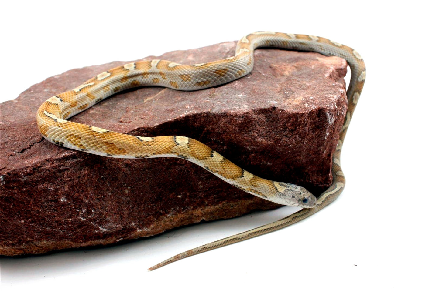 Sunkissed Honey Corn Snake