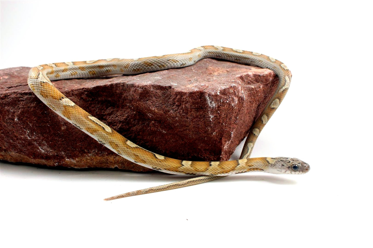 Sunkissed Honey Corn Snake
