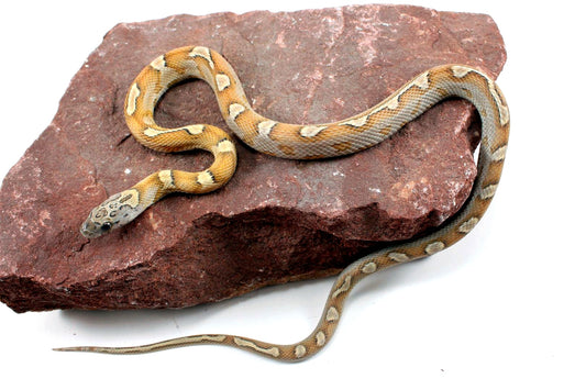 Sunkissed Honey Corn Snake